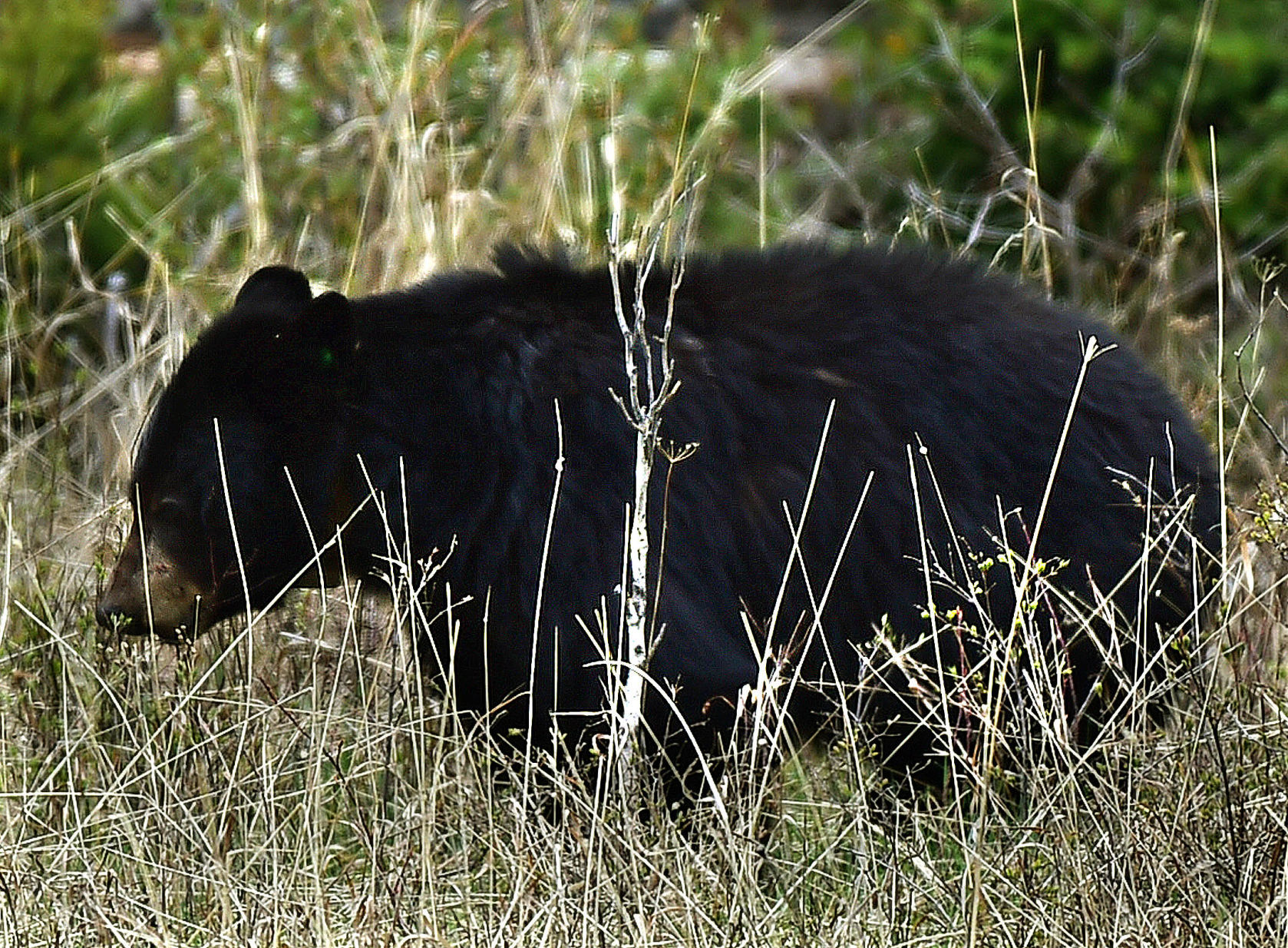 Black bear